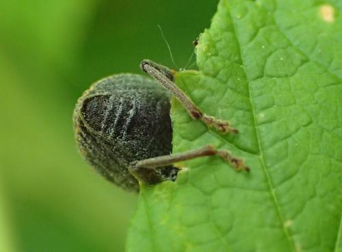 Réf. 206 298 : Otiorhynchus aurifer